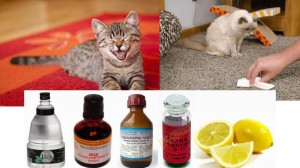 Запах кошачьей мочи в квартире: как от него избавиться?