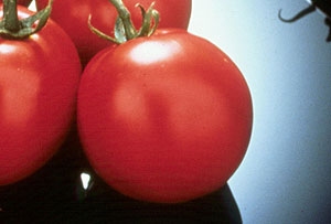 Шаста F1: самый ранний томат для максимальной прибыли