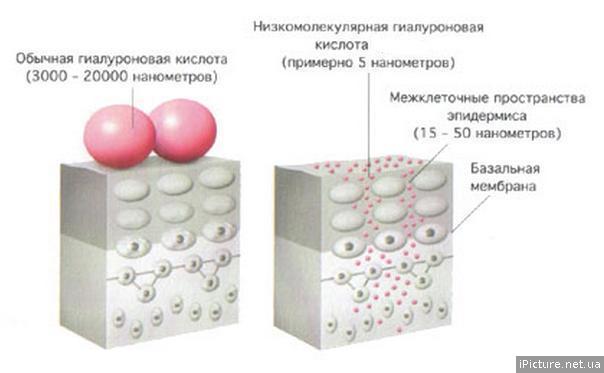 Гиалуроновая кислота как косметический ингредиент – общее представление 597924HA2