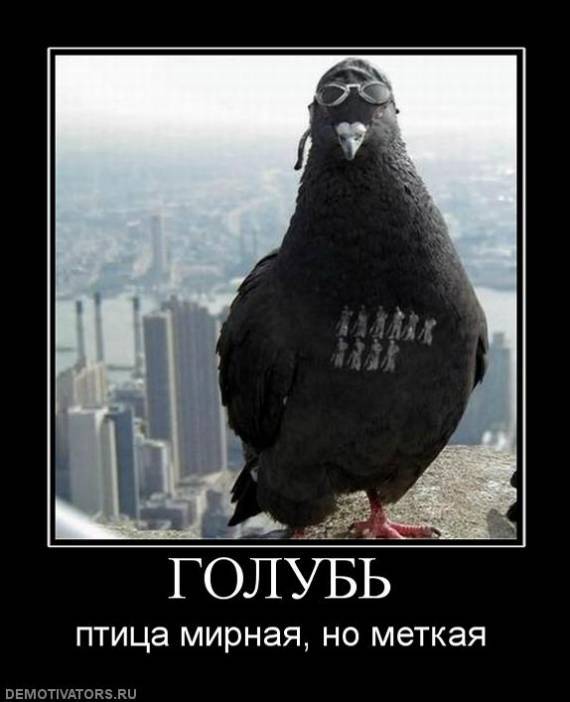 [Зображення: 63000822914.jpg]