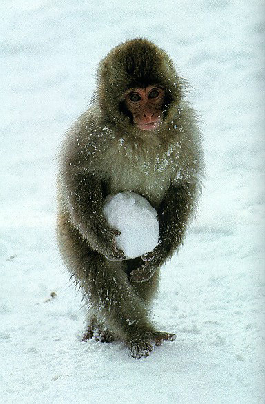 452760Japanese_Macaque.jpg